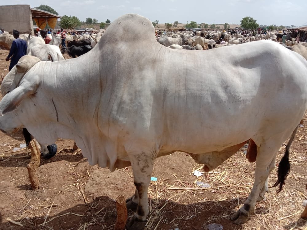 Cow prices hit N2.5m, higher than used cars, butchers lament